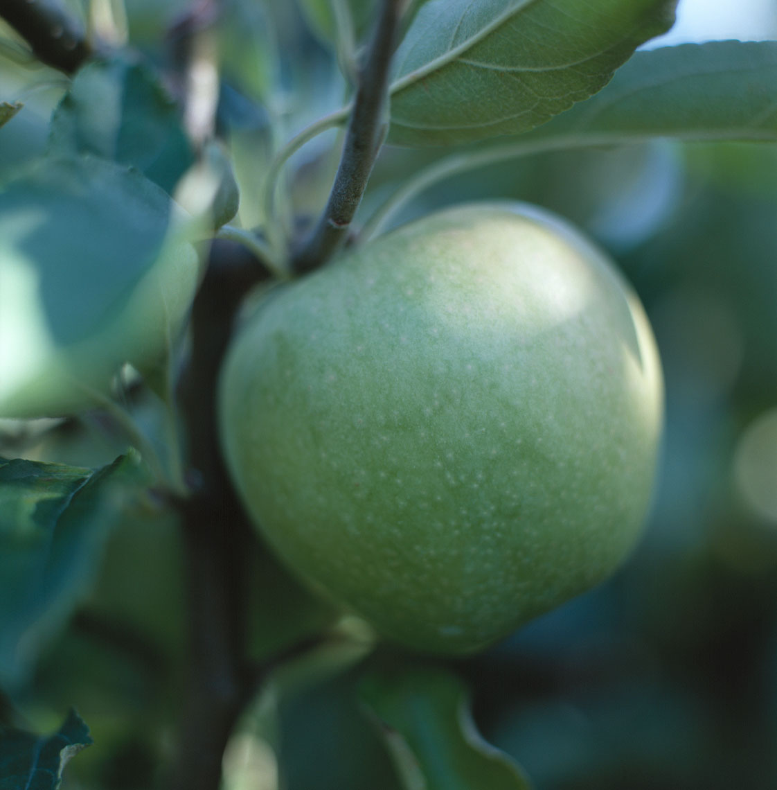 green-apple.jpg